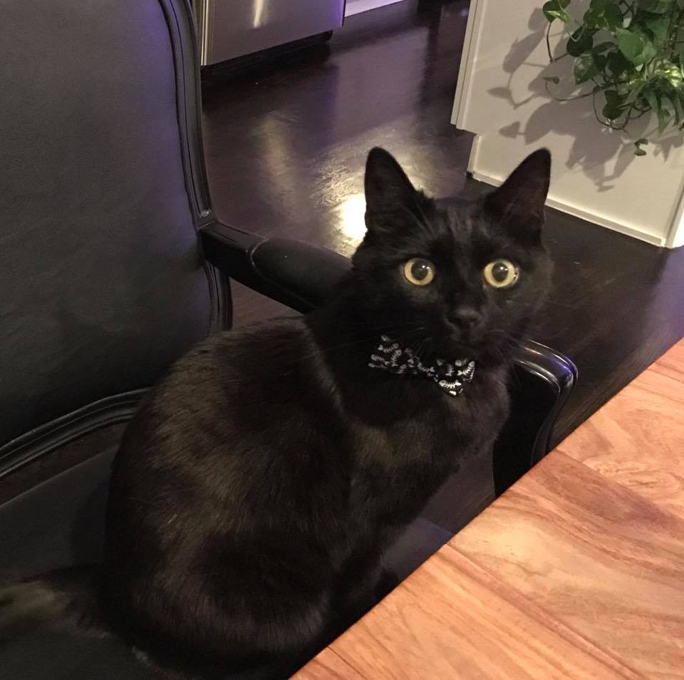 Moses the Cat Assumes His Spot at the Head of the Table Wearing His Fish Bow Tie